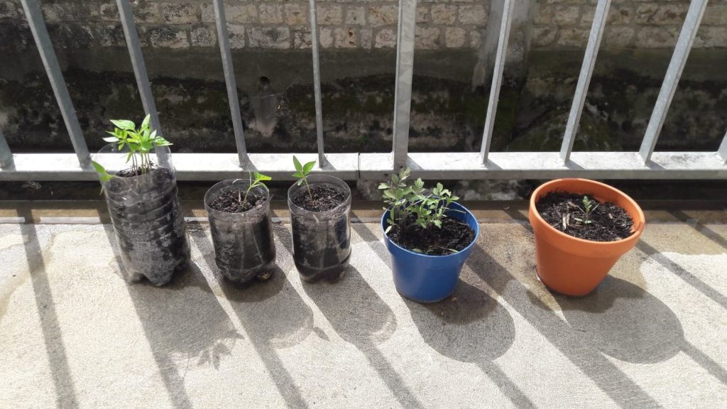 Des fruits et légumes faciles à cultiver soi-même !